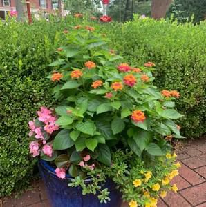 Meet your Posher, Monica